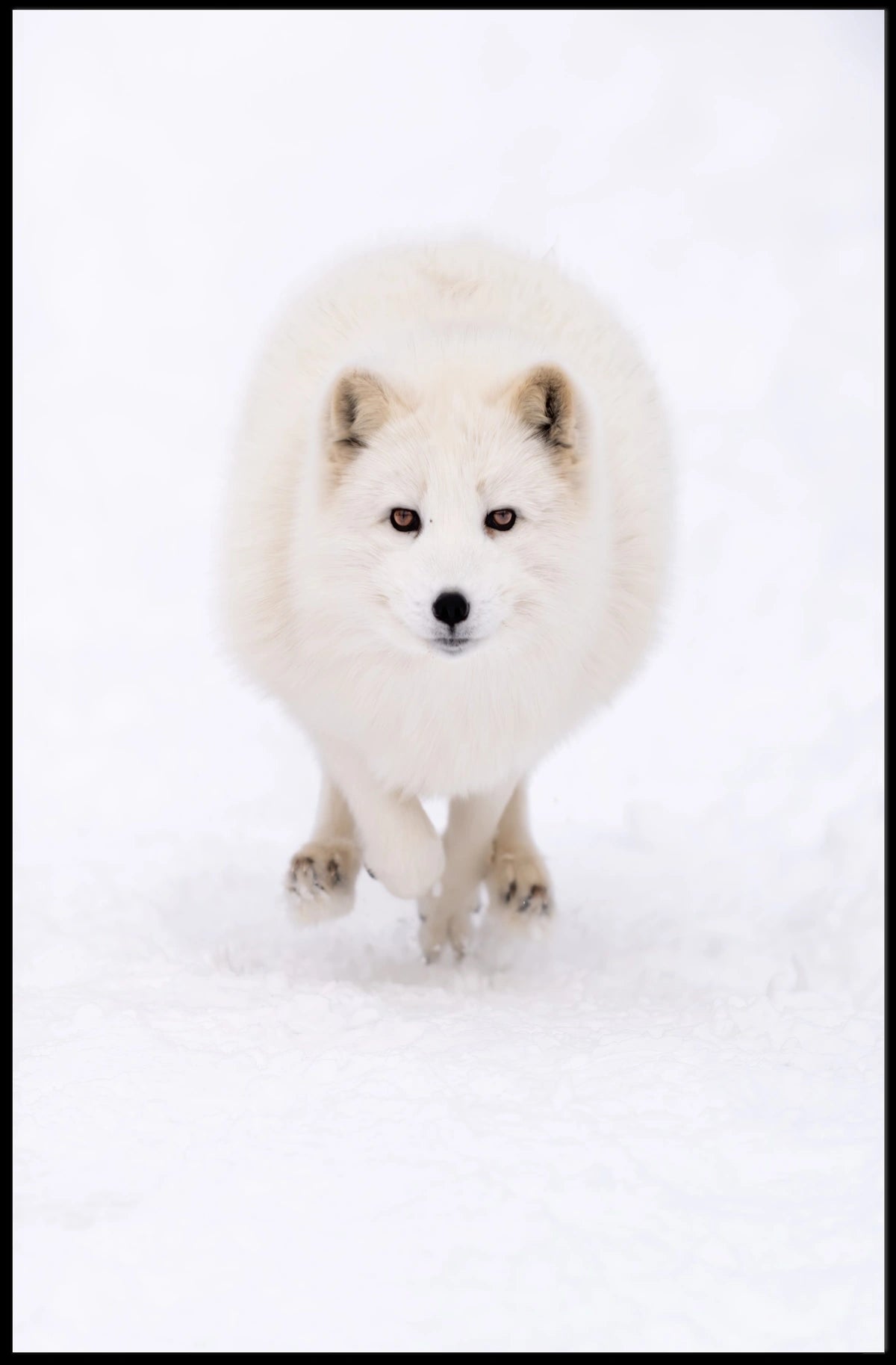 Arctic Fox In Motion Poster