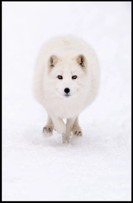 Arctic Fox In Motion Poster
