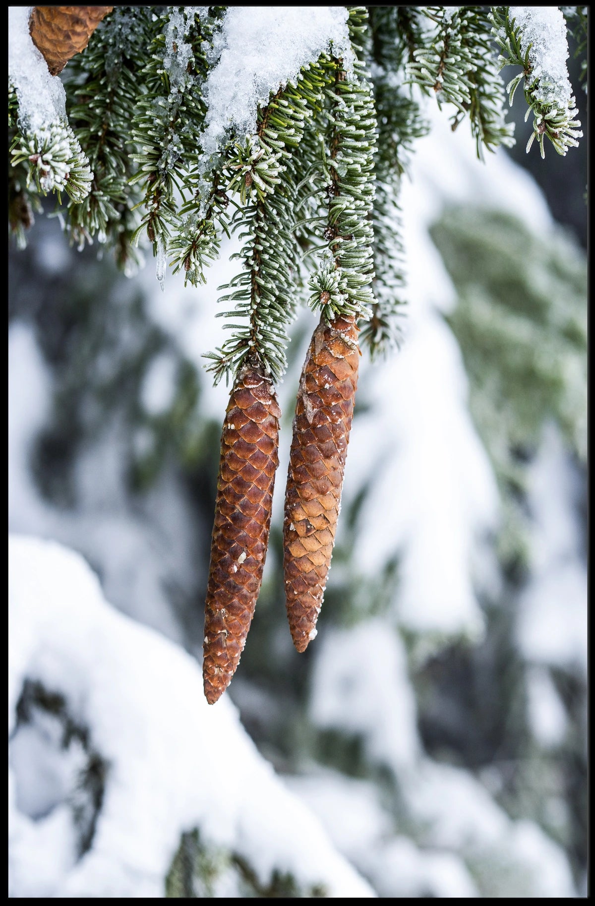 Winter Serenity Poster