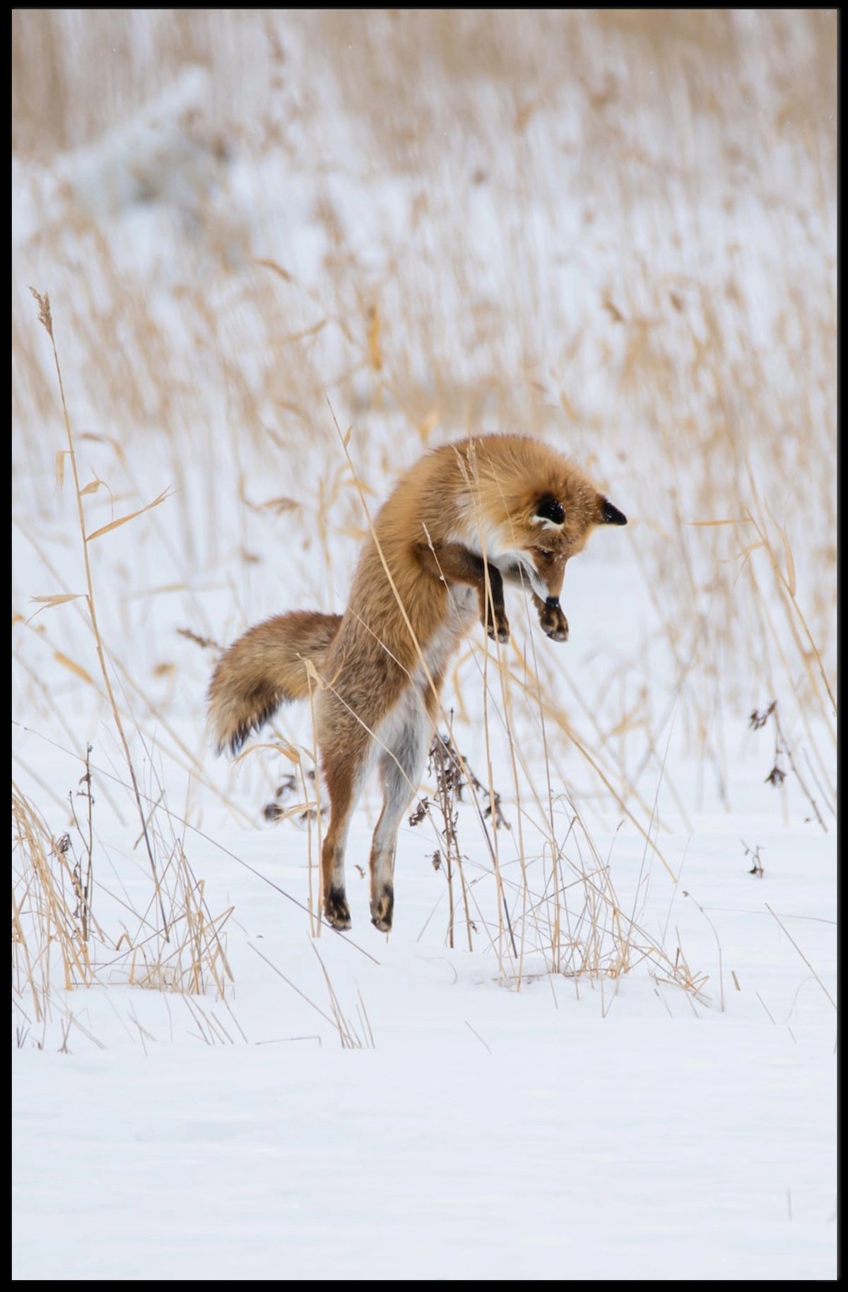 Red Fox Leaping in Snow Animal Poster