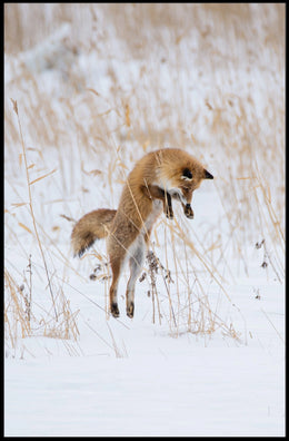 Red Fox Leaping in Snow Animal Poster