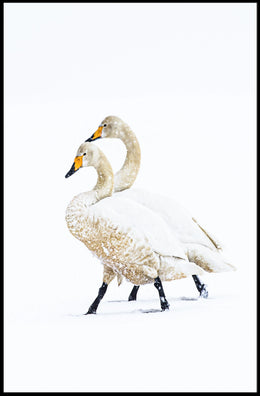 Serene Winter Swans Minimalist Art Poster