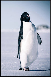 Curious Penguin Portrait Poster