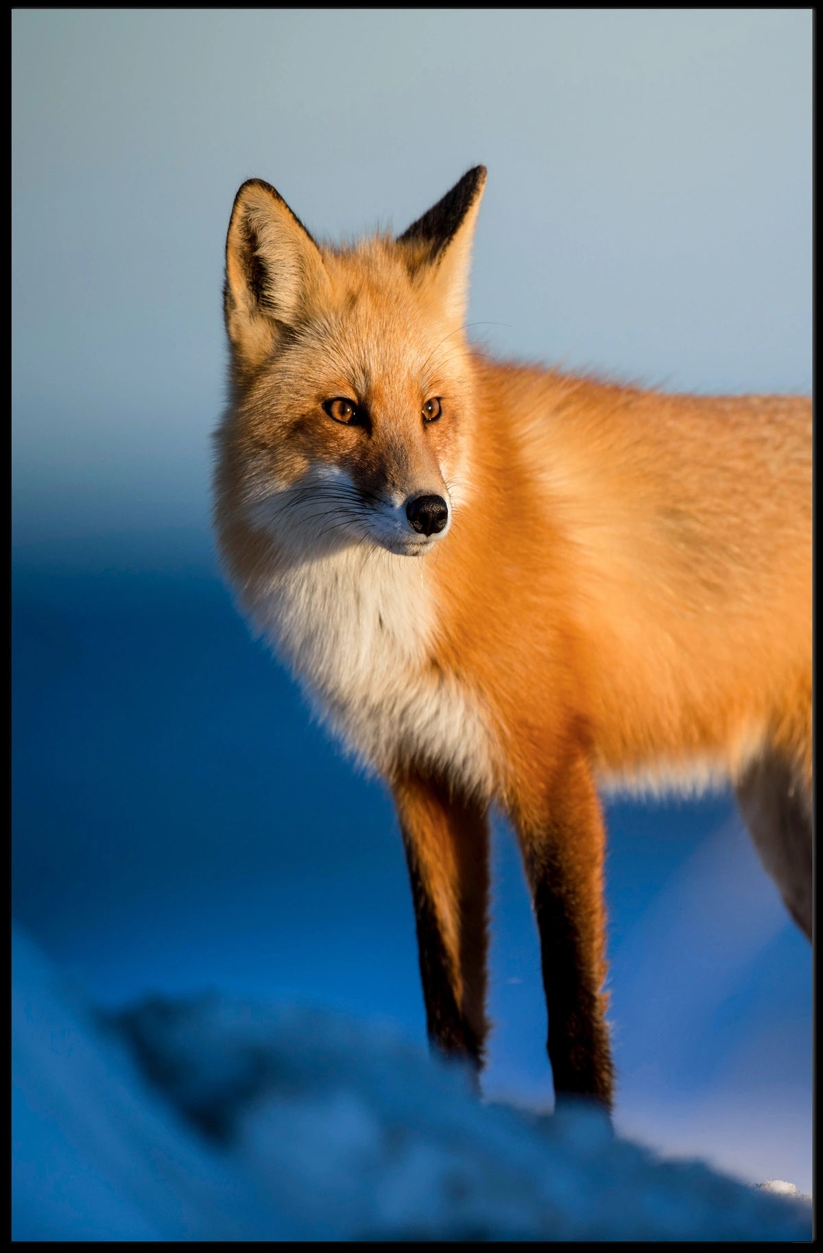 Majestic Fox In The Wild Poster