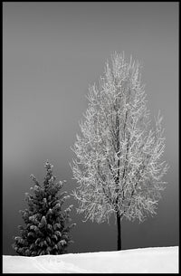Serene Winter Landscape: Minimalist Black and White Artistic Poster