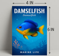 Damselfish Marine Life Poster PosterGoat
