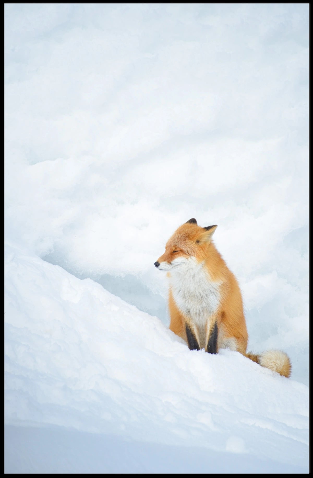 Tranquil Fox in Snow Poster