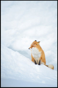 Tranquil Fox in Snow Poster