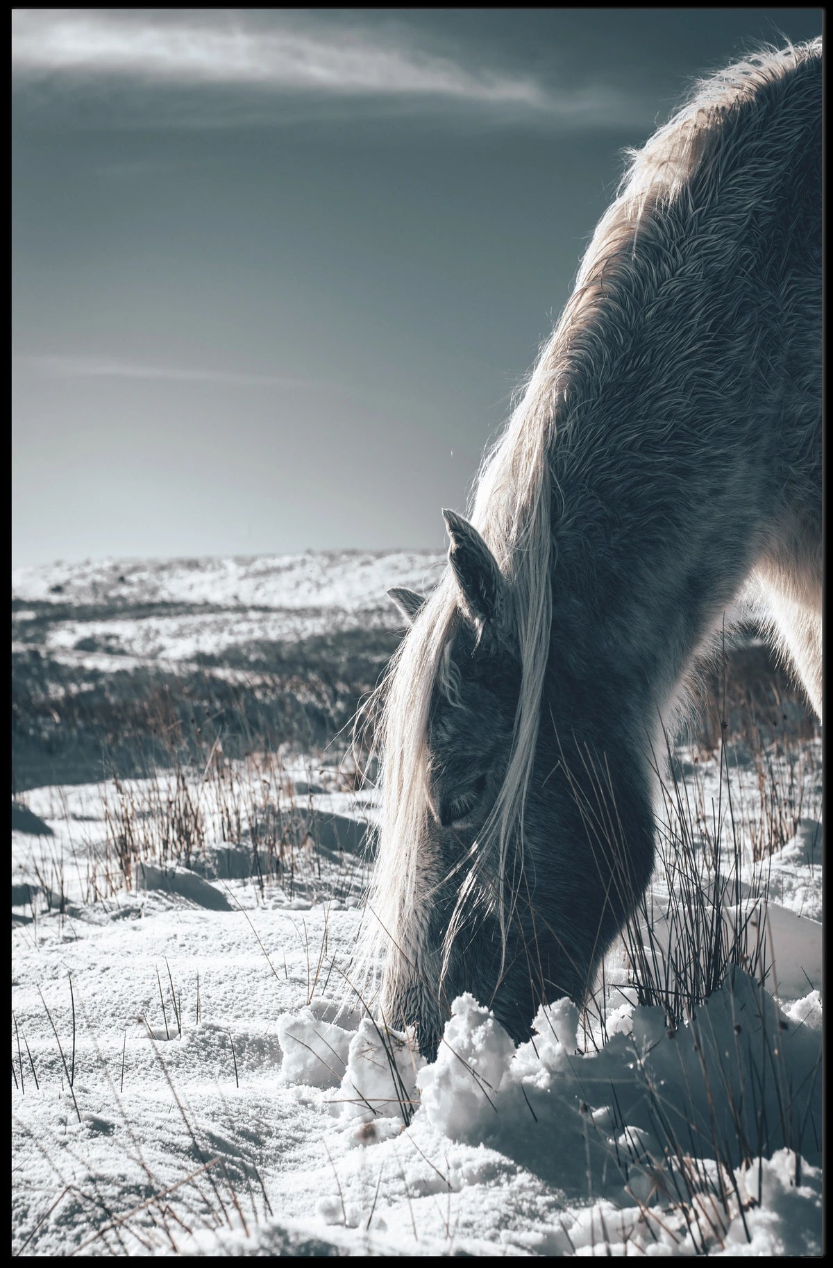 Winter Serenity A Horse In Snow Poster