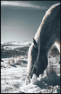 Winter Serenity A Horse In Snow Poster