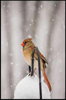 Winter Bird in Snowfall: Serene Animal Poster