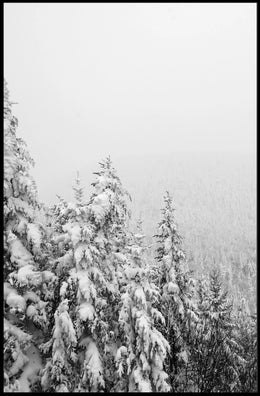 Serene Winter Landscape with Snow-Covered Pines National Park Poster