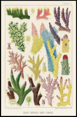 Great Barrier Reef Corals Poster