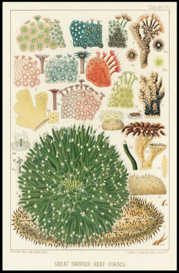Great Barrier Reef Corals Poster