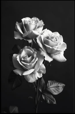 Elegant Black and White Rose Art Poster PosterGoat