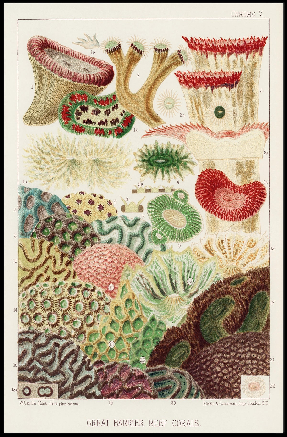 Great Barrier Reef Corals Poster