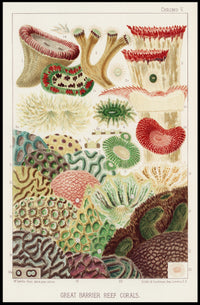 Great Barrier Reef Corals Poster