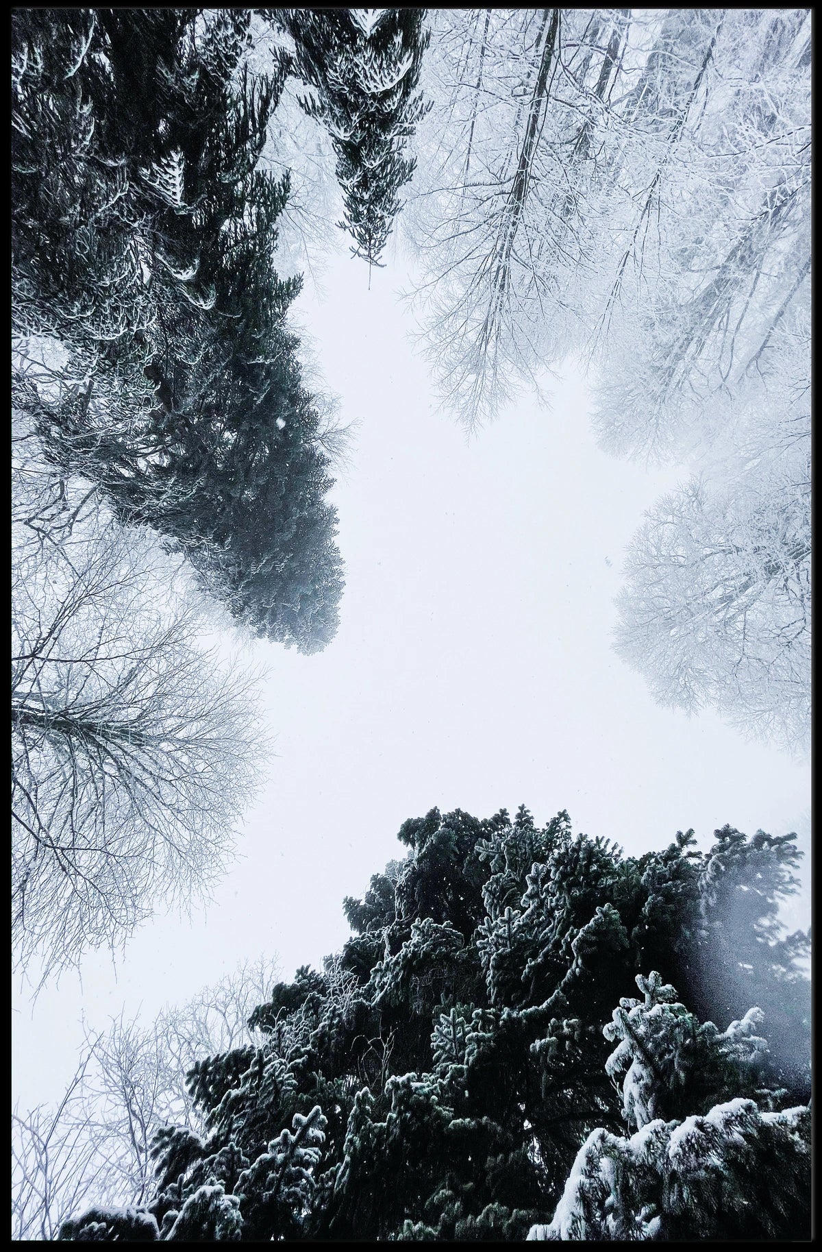 Winter Canopy Poster