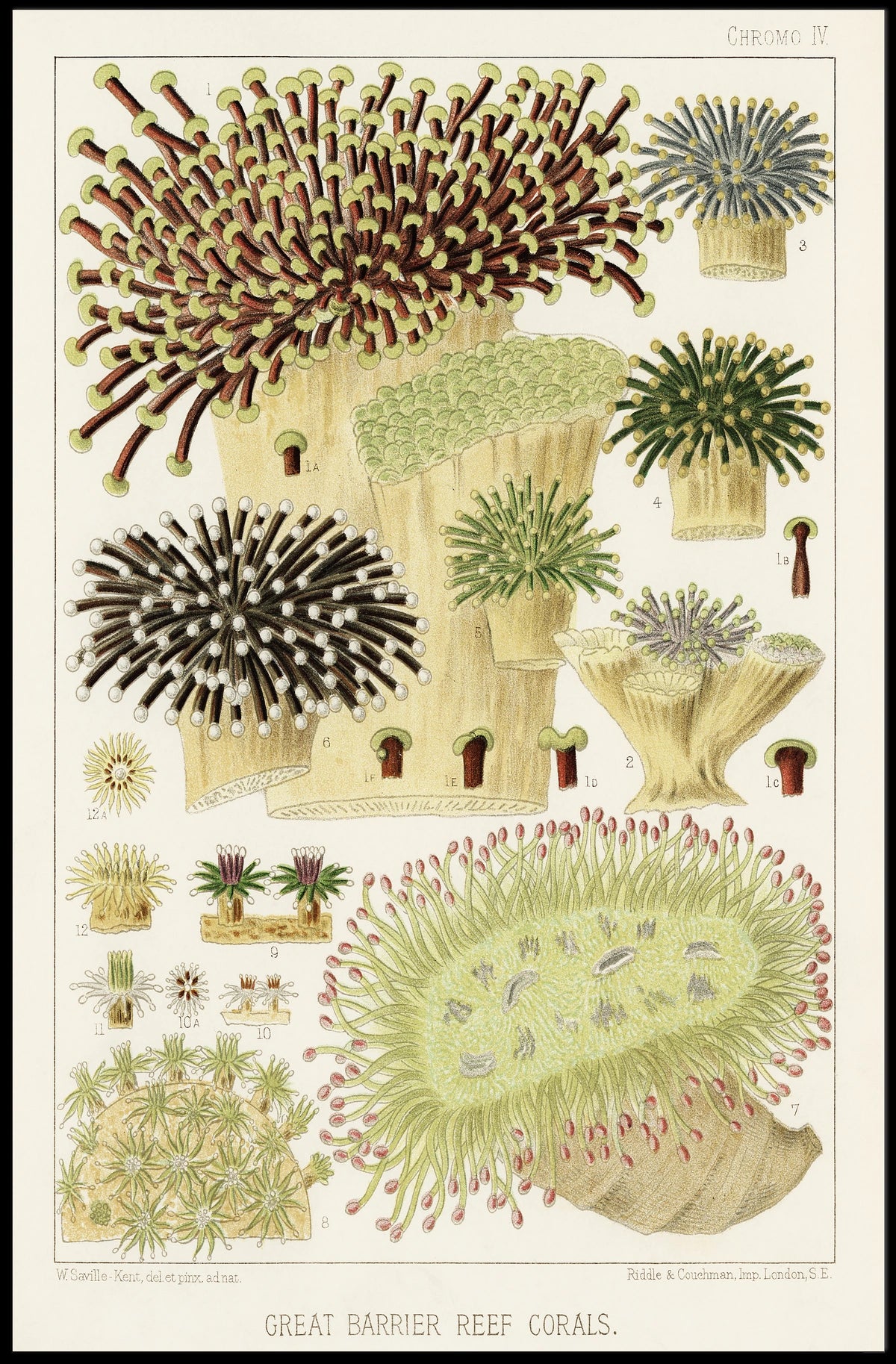 Great Barrier Reef Corals Poster