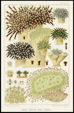 Great Barrier Reef Corals Poster