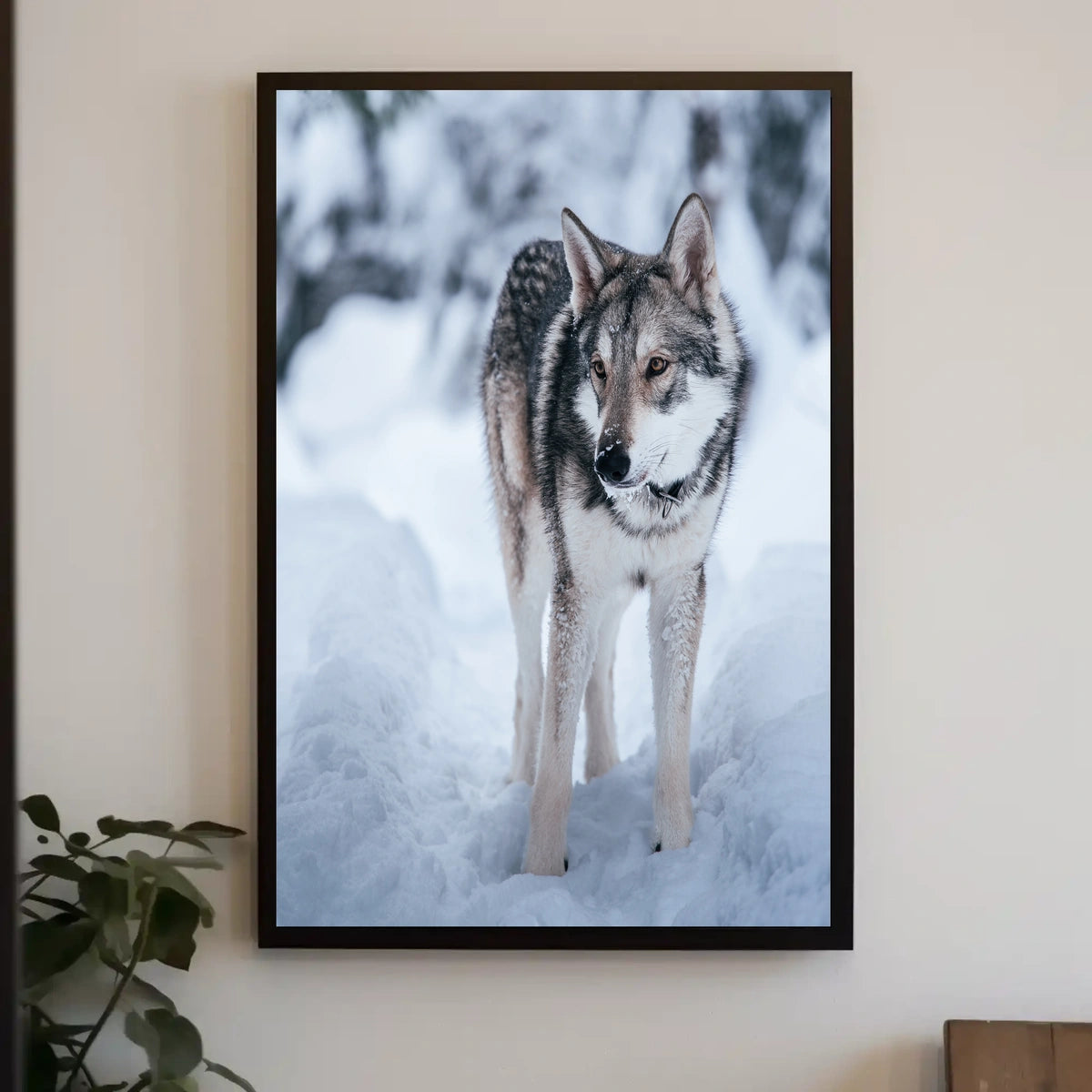 Winter Wolf In The Snow Poster