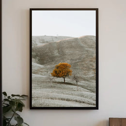 Solitary Autumn Tree Poster