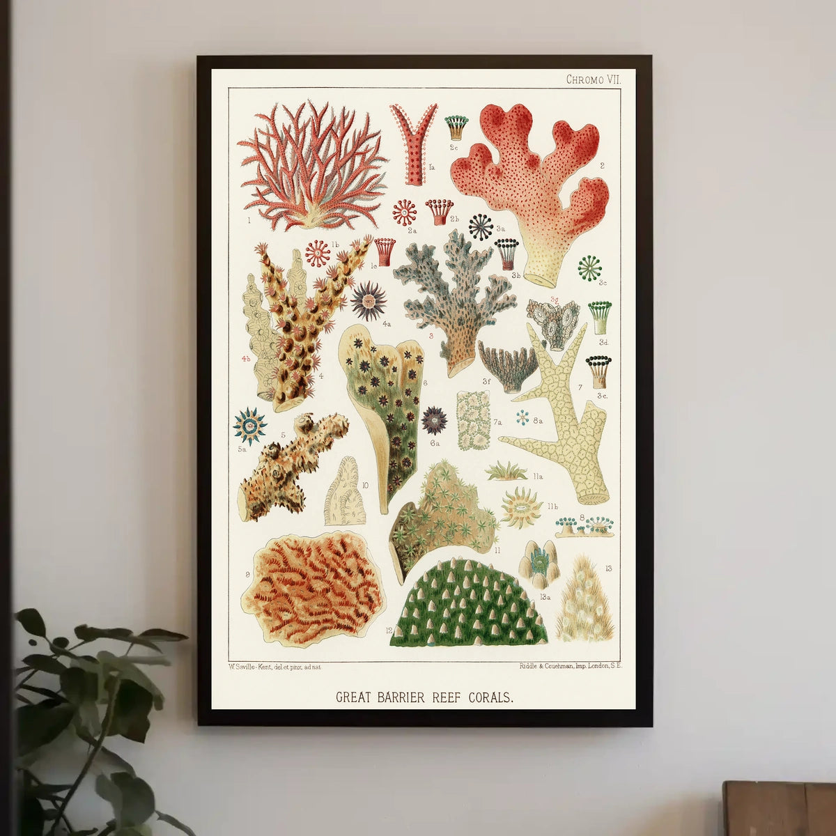 Great Barrier Reef Corals Poster