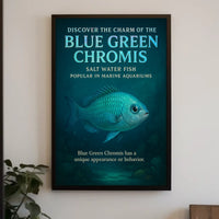 Discover the Charm of the Blue Green Chromis Poster
