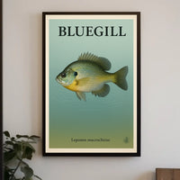 Bluegill Fish Illustration Poster