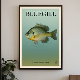 Bluegill Fish Illustration Poster