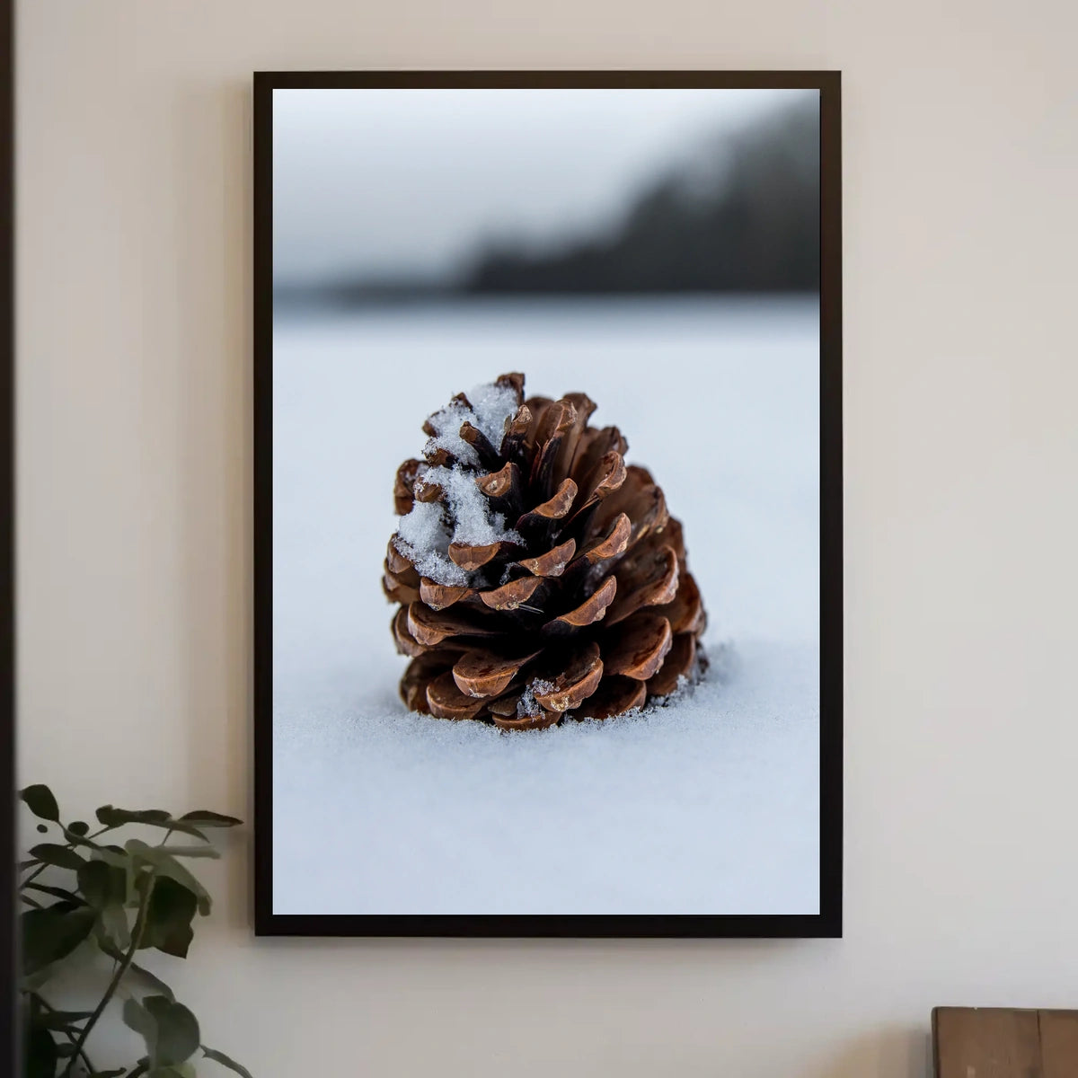 Pine Cone In Snow Poster