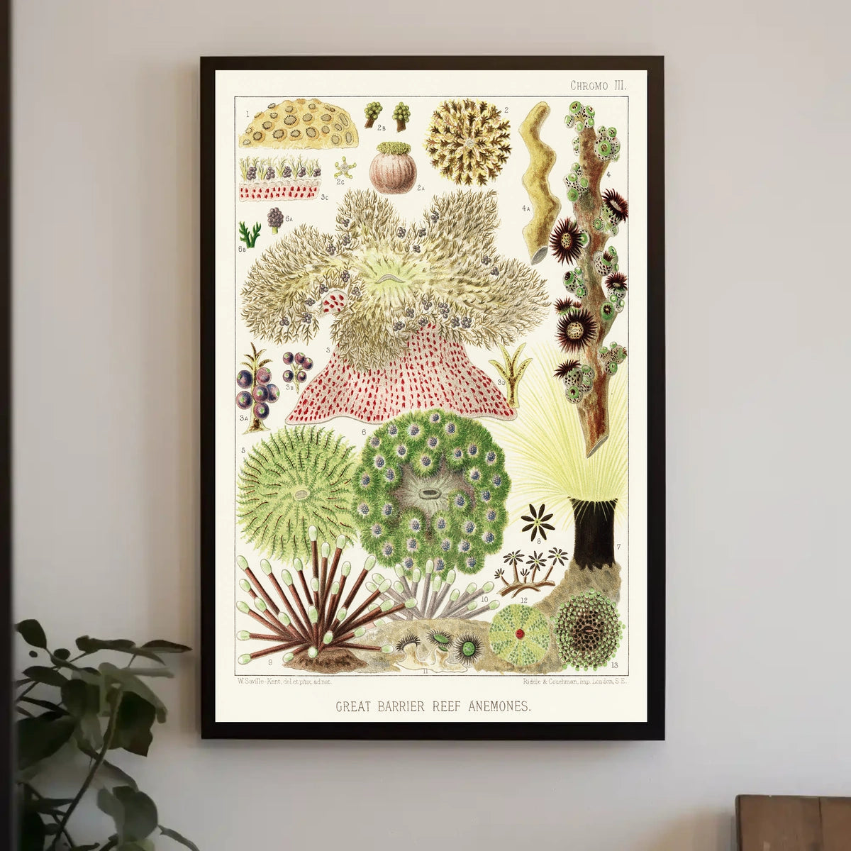 Great Barrier Reef Anemones Poster
