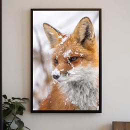 Winter Fox Poster