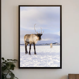 Winter Wilderness Majestic Reindeer Poster
