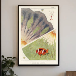 Barrier Reef Anemones Poster