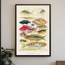 Great Barrier Reef Fishes Poster