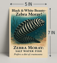 Black White Beauty Zebra Moray Poster PosterGoat