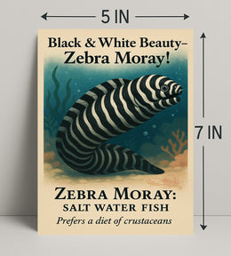 Black White Beauty Zebra Moray Poster PosterGoat