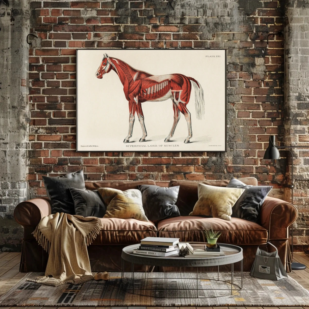 Equine Muscle Anatomy Vintage Educational Poster