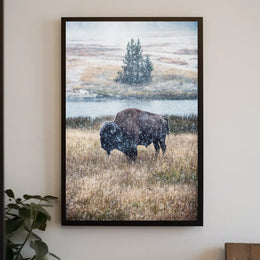 Majestic Bison In Winter Poster