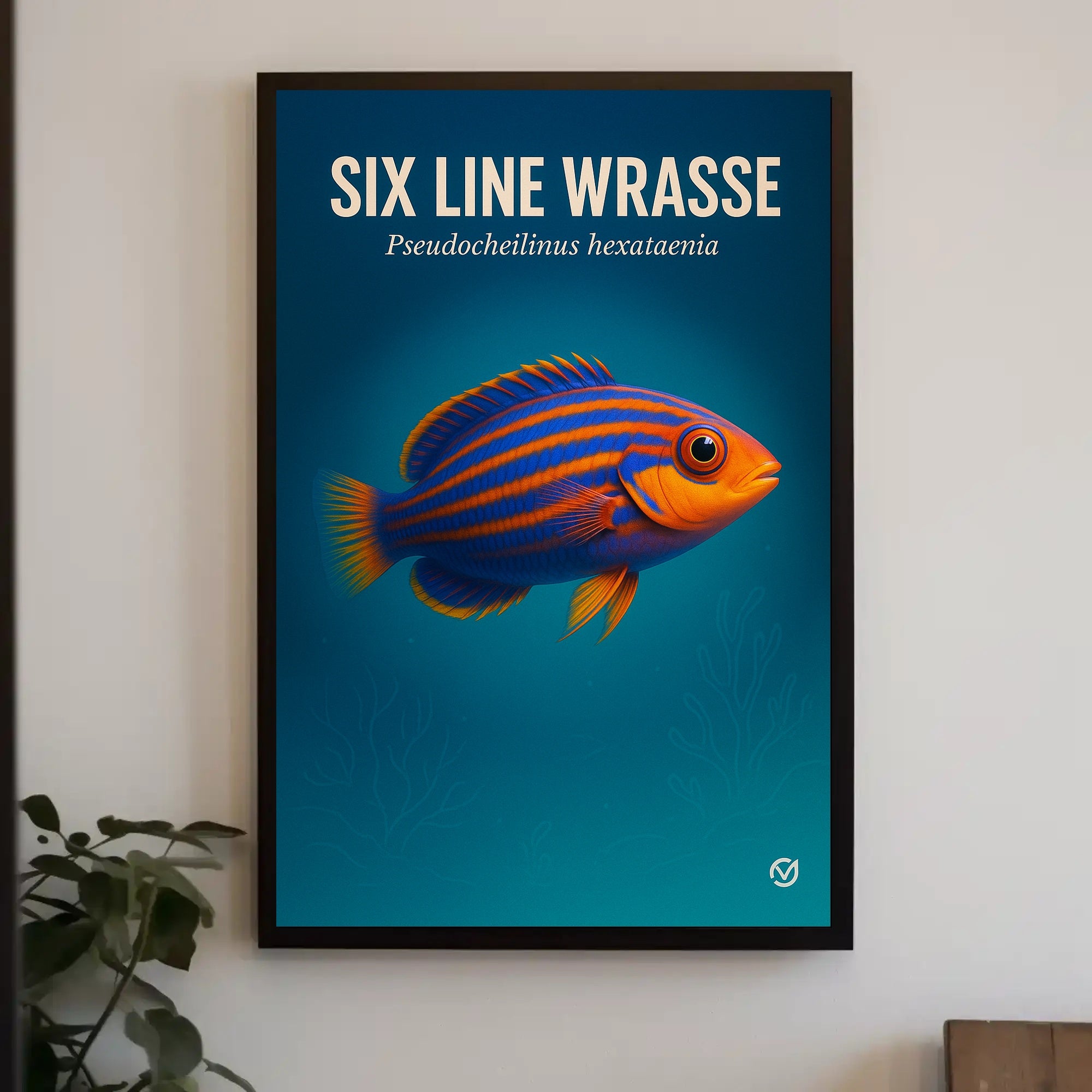 Six Line Wrasse Poster PosterGoat