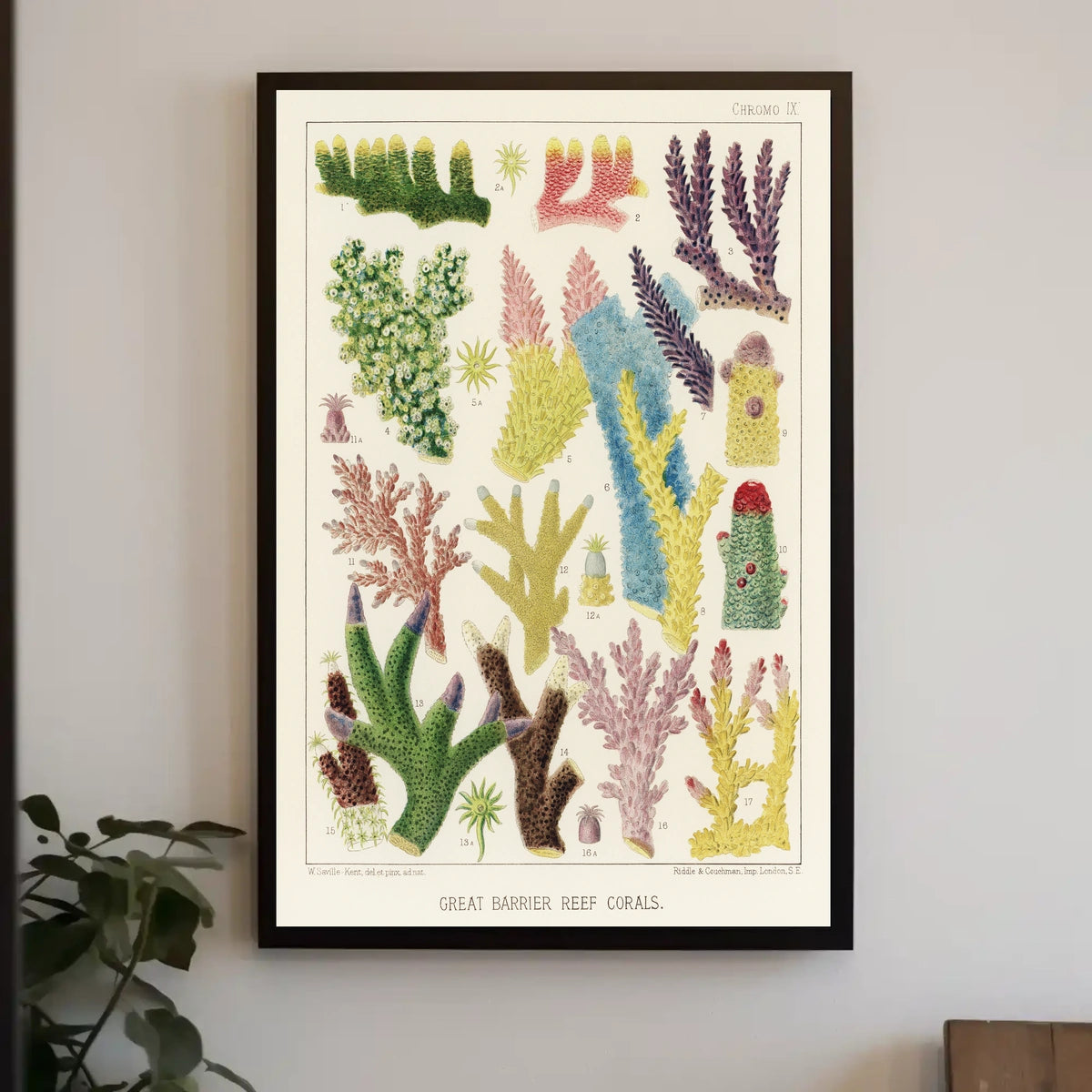 Great Barrier Reef Corals Poster