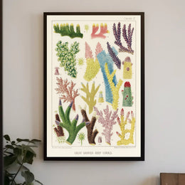 Great Barrier Reef Corals Poster