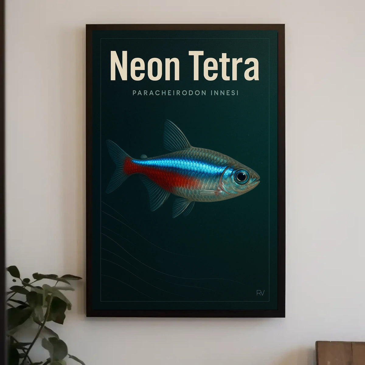 Neon Tetra Paracheirodon Innesi Poster