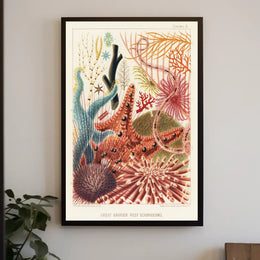 Great Barrier Reef Echinoderms Poster