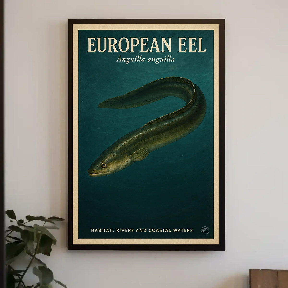 European Eel Anguilla Anguilla Poster