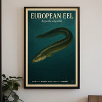 European Eel Anguilla Anguilla Poster