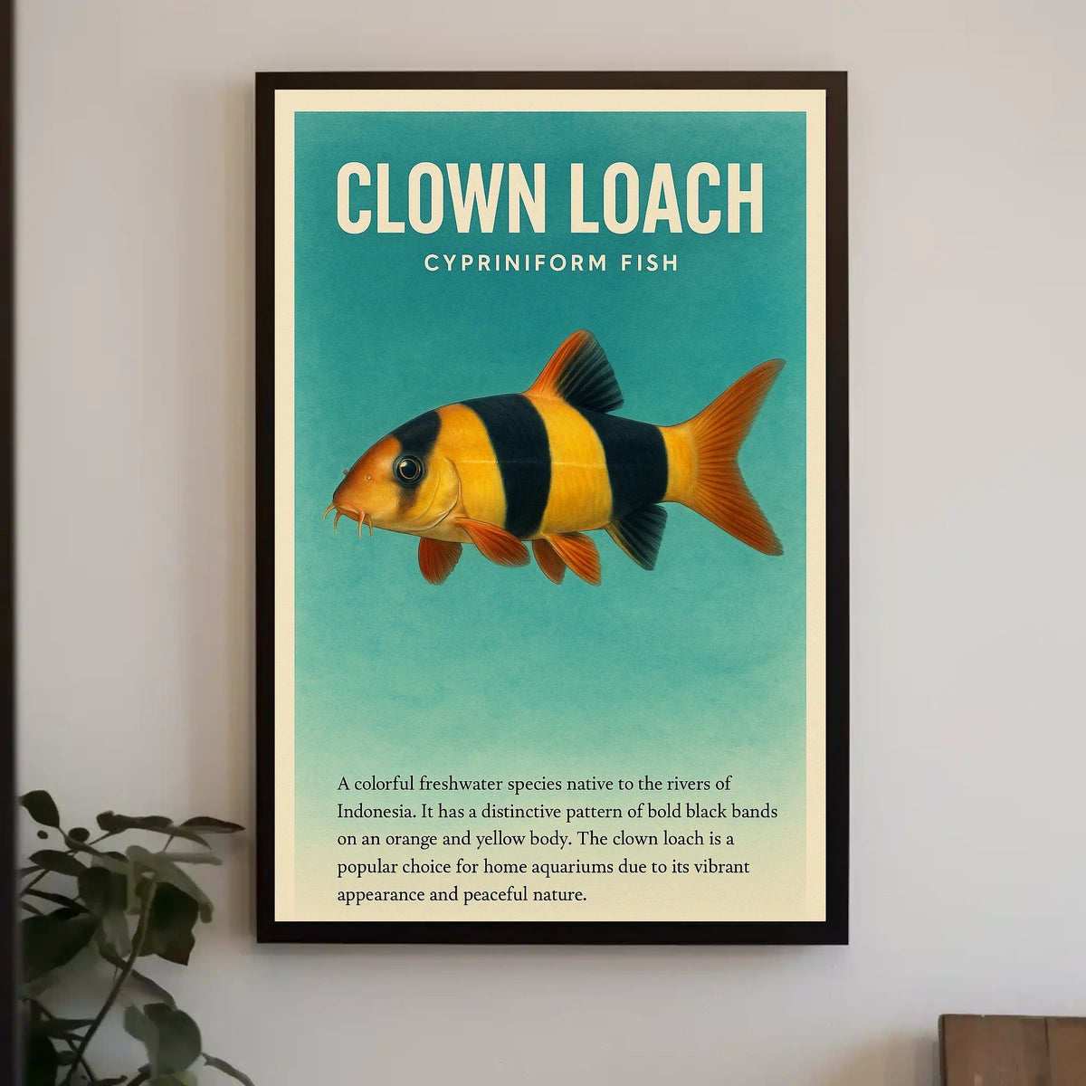 Clown Loach Cypriniform Fish Poster
