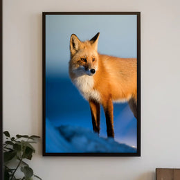 Majestic Fox In The Wild Poster