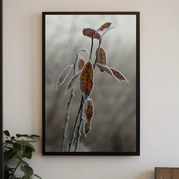 Frost-Covered Autumn Leaves Nature Poster